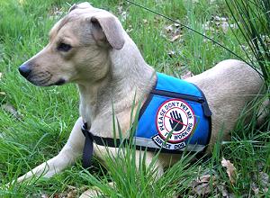 diabetes-news-diabetikerwarnhund