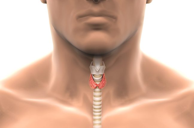 Schilddrüsenerkrankungen sind häufig Autoimmunerkrankungen