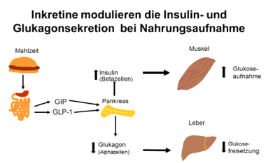 Inkretine_2