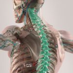 Osteoporose-Risiko erhöht bei Diabetes
