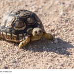 Schildkrötenpanzer als Vorbild für Insulinkapsel