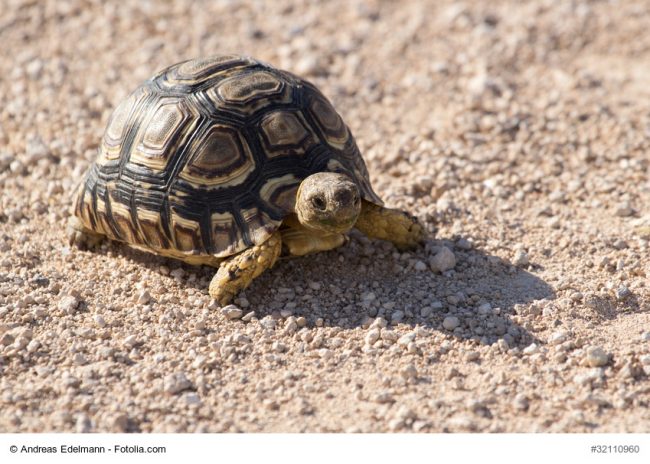 Schildkrötenpanzer als Vorbild für Insulinkapsel